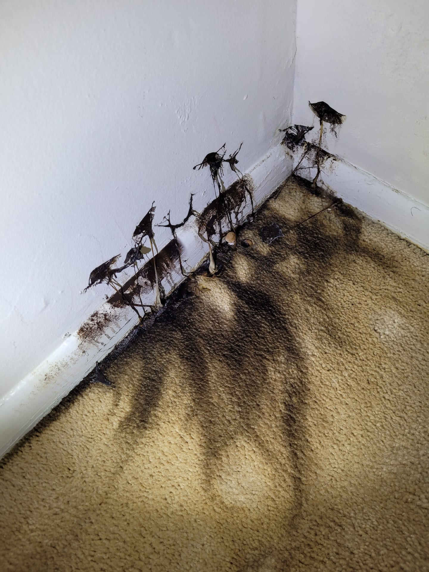 Severe Fungal Intrusion Audit — Identifying advanced fungal growth caused by chronic, unaddressed plumbing leaks.
